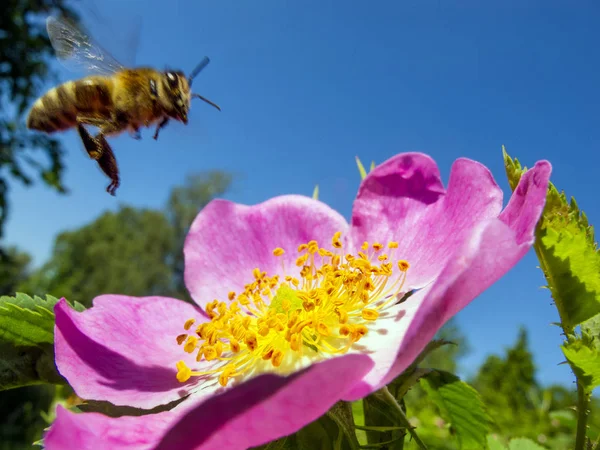 Un'ape raccoglie nettare su un dogrose . — Foto Stock