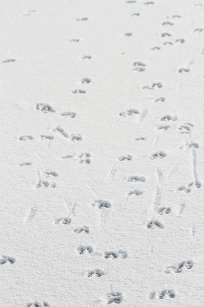 Охота Животное Которое Оставляет Отпечатки Снегу — стоковое фото