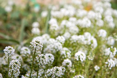 Defokus arka plana karşı çiçekler