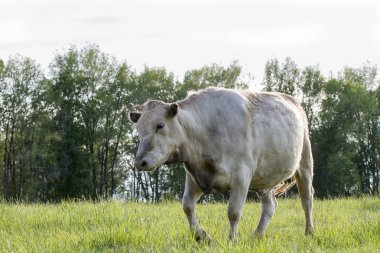 Kesilmeden önce çimenlerde otlayan