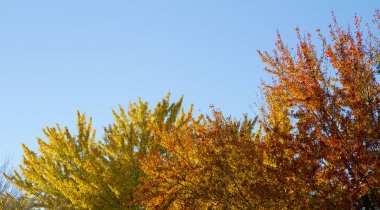 Renkleri değiştirirken ağaçların üzerine düşen yapraklar