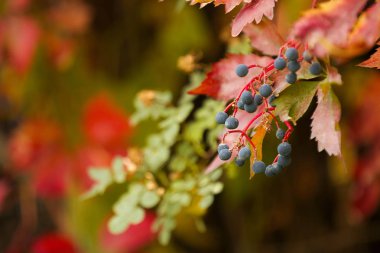 Sonbaharda büyüyen bir demet çilek toplanmaya hazır