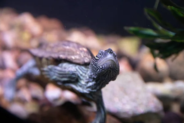 Profondità di campo bassa su una tartaruga che nuota — Foto Stock