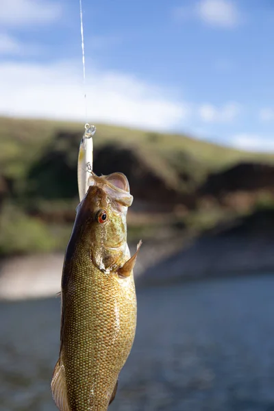 釣りのルアーからぶら下がっている小さな口の低音 — ストック写真