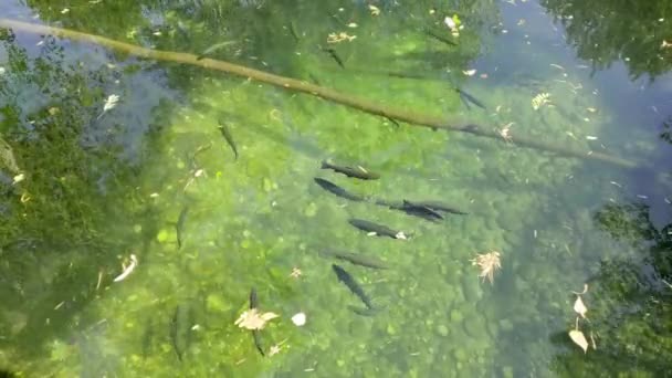 Yüzen bir grup balığın tepeden aşağı manzarası — Stok video