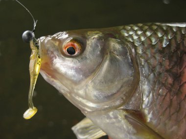 Balıkçı yakalayan balık