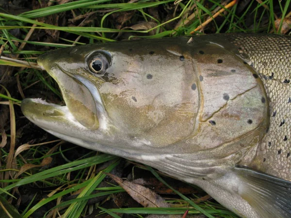 Pêche - pêcheur pêché — Photo