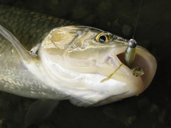 Pesca - pesca de goraz — Fotografia de Stock