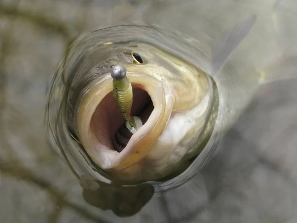 Pesca - pesca chub — Foto de Stock