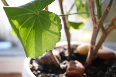 Sardunya, Güneş tarafından yaktı bir levha