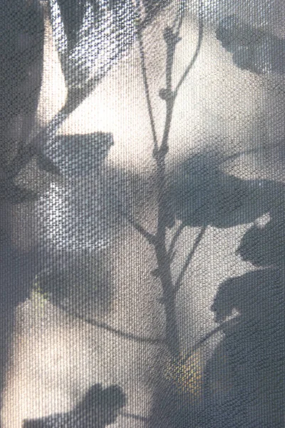 La sombra de las flores en la cortina . — Foto de Stock