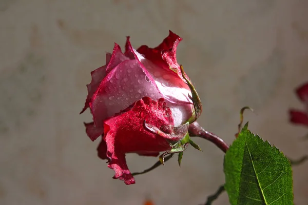 Rose avec des gouttes d'eau sur les pétales éclairés par le soleil Photo De Stock