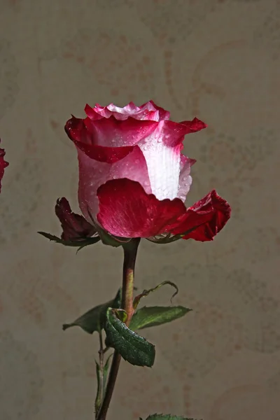 Rose avec des gouttes d'eau sur les pétales éclairés par le soleil Image En Vente