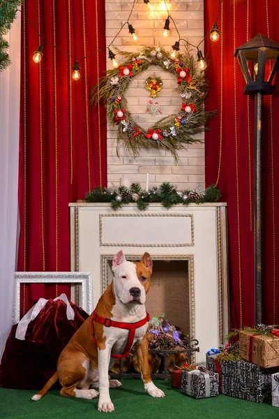 新年の犬 ロイヤリティフリーのストック画像