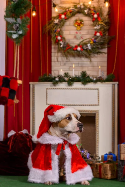 Vánoční pes, asistent Santa Claus pro nový rok a Vánoce — Stock fotografie