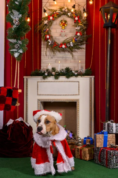 Noel köpek, Noel ve yeni yıl için Noel Baba için Yardımcısı