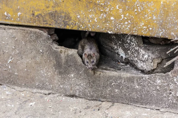 Un rat sort de sous le bâtiment. focus sélectif — Photo