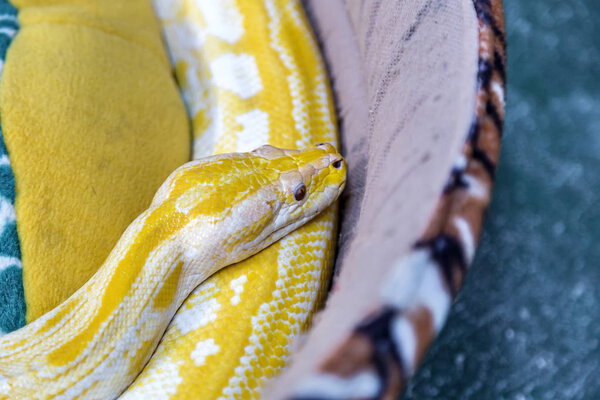 Gold Python Snake Couch Selective Focus — Stock Photo, Image