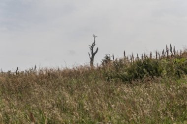 Wideki 'den Bukowe Berdo ve Tarnica' ya giden yol Polonya 'daki Bieszczady Dağları' nda Woosate 'a çıkıyor.