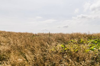 Wideki 'den Bukowe Berdo ve Tarnica' ya giden yol Polonya 'daki Bieszczady Dağları' nda Woosate 'a çıkıyor.