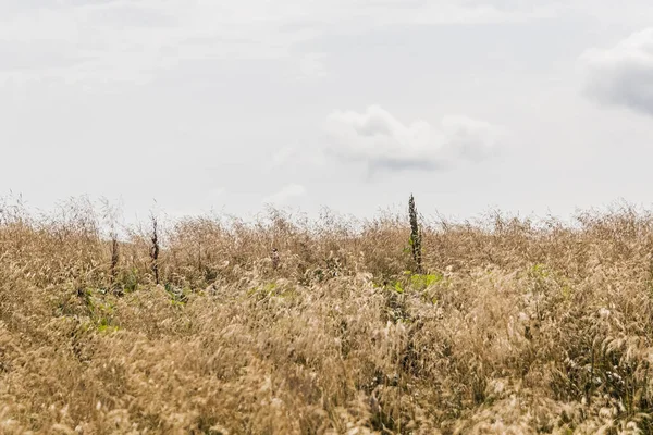 Wideki 'den Bukowe Berdo ve Tarnica' ya giden yol Polonya 'daki Bieszczady Dağları' nda Woosate 'a çıkıyor.