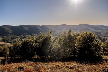 Polonya 'daki Bieszczady Dağlarında Carynska Polonyna