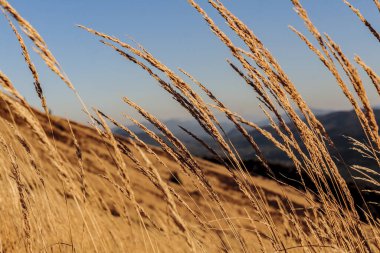 Polonya 'daki Bieszczady Dağlarında Carynska Polonyna