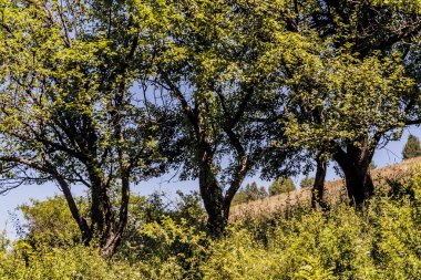 San Nehri 'ndeki Kryve - Bieszczady Dağları' ndaki eski bir köy - 1947 yılında komünist Polonyalı yetkililer tarafından yerlerinden edildi..