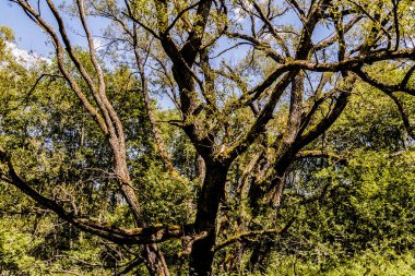 San Nehri 'ndeki Kryve - Bieszczady Dağları' ndaki eski bir köy - 1947 yılında komünist Polonyalı yetkililer tarafından yerlerinden edildi..
