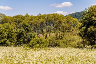 San Nehri 'ndeki Kryve - Bieszczady Dağları' ndaki eski bir köy - 1947 yılında komünist Polonyalı yetkililer tarafından yerlerinden edildi..