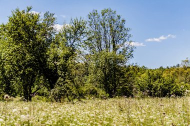 San Nehri 'ndeki Kryve - Bieszczady Dağları' ndaki eski bir köy - 1947 yılında komünist Polonyalı yetkililer tarafından yerlerinden edildi..