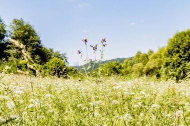 San Nehri 'ndeki Kryve - Bieszczady Dağları' ndaki eski bir köy - 1947 yılında komünist Polonyalı yetkililer tarafından yerlerinden edildi..