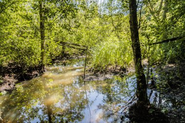 San Nehri 'ndeki Kryve - Bieszczady Dağları' ndaki eski bir köy - 1947 yılında komünist Polonyalı yetkililer tarafından yerlerinden edildi..