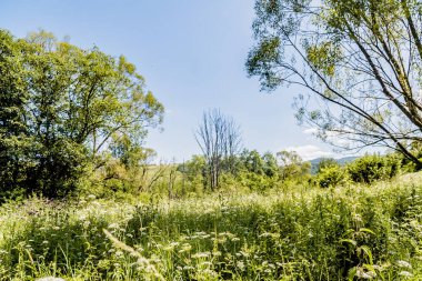 San Nehri 'ndeki Kryve - Bieszczady Dağları' ndaki eski bir köy - 1947 yılında komünist Polonyalı yetkililer tarafından yerlerinden edildi..