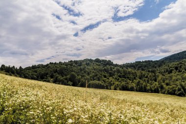 San Nehri 'ndeki Kryve - Bieszczady Dağları' ndaki eski bir köy - 1947 yılında komünist Polonyalı yetkililer tarafından yerlerinden edildi..