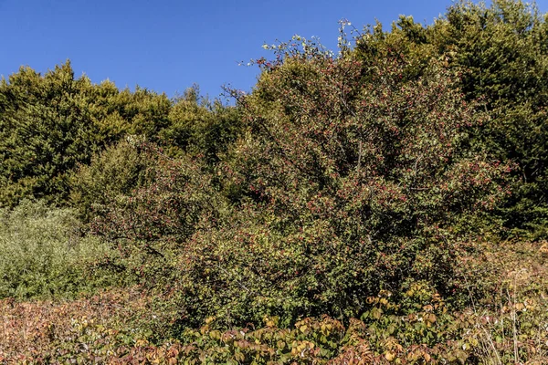 Carynska Polonyna Bieszczady Montanhas Polônia — Fotografia de Stock