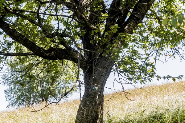 San Nehri 'ndeki Kryve - Bieszczady Dağları' ndaki eski bir köy - 1947 yılında komünist Polonyalı yetkililer tarafından yerlerinden edildi..