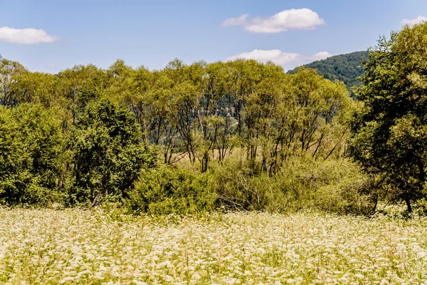 San Nehri 'ndeki Kryve - Bieszczady Dağları' ndaki eski bir köy - 1947 yılında komünist Polonyalı yetkililer tarafından yerlerinden edildi..