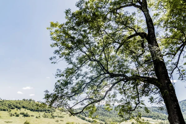 San Nehri 'ndeki Kryve - Bieszczady Dağları' ndaki eski bir köy - 1947 yılında komünist Polonyalı yetkililer tarafından yerlerinden edildi..