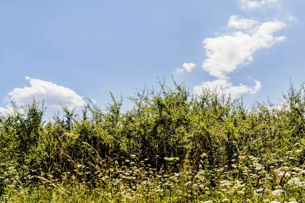 San Nehri 'ndeki Kryve - Bieszczady Dağları' ndaki eski bir köy - 1947 yılında komünist Polonyalı yetkililer tarafından yerlerinden edildi..