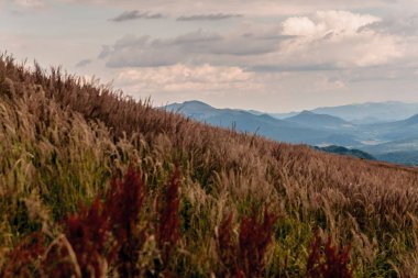 Polonya 'daki Bieszczady Dağlarında Wetlinska Polonyna