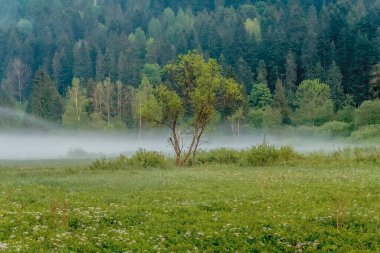 Bieszczady Dağları 'ndaki Dwerniczek' te ilkbahar Kartanesi doğa rezervi