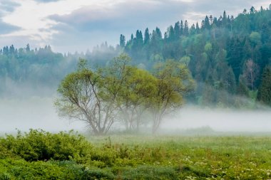 Bieszczady Dağları 'ndaki Dwerniczek' te ilkbahar Kartanesi doğa rezervi