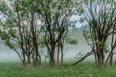 Bieszczady Dağları 'ndaki Dwerniczek' te ilkbahar Kartanesi doğa rezervi