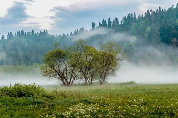Bieszczady Dağları 'ndaki Dwerniczek' te ilkbahar Kartanesi doğa rezervi