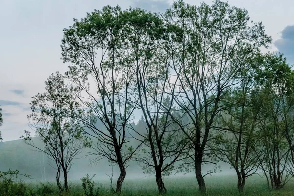 Bieszczady Dağları 'ndaki Dwerniczek' te ilkbahar Kartanesi doğa rezervi
