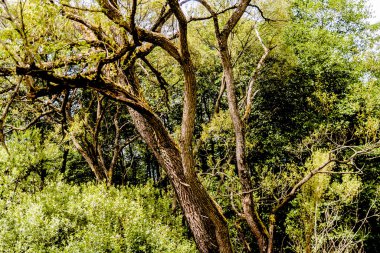 Orman - Polonya 'nın Bieszczady Dağlarındaki Dwernik Kamie Tepesi