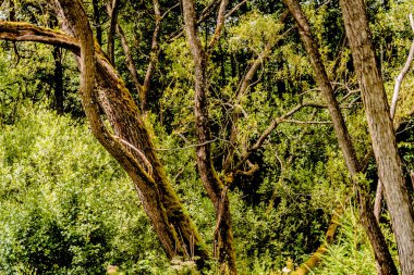 Orman - Polonya 'nın Bieszczady Dağlarındaki Dwernik Kamie Tepesi