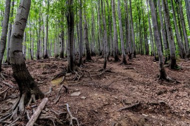Orman - Ustrzyki Grne 'den Wielka Rawka' ya giden yol