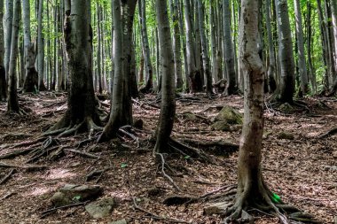 Orman - Ustrzyki Grne 'den Wielka Rawka' ya giden yol